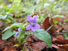 Viola reichenbachiana