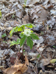 Hydrastis canadensis