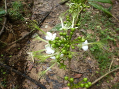 Dactyladenia hirsuta