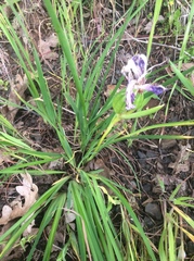 Iris tenax