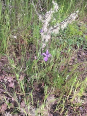 Iris tenax