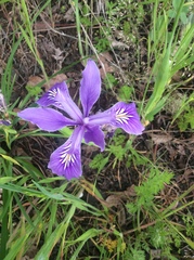Iris tenax