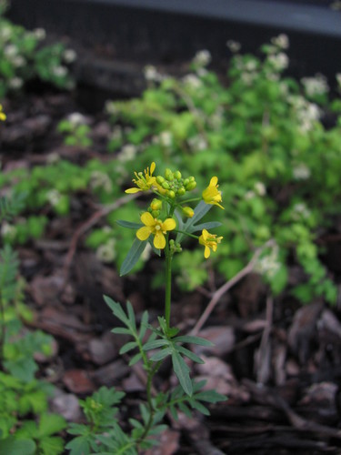 Miškinis čėriukas nuotrauka