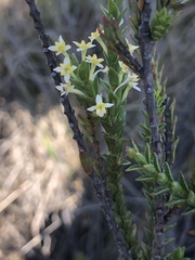 Struthiola striata