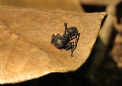 Aphantochilus rogersi