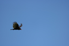 Cathartes aura image