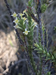 Struthiola striata