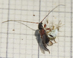 Molorchus longicollis