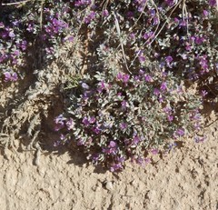 Astragalus sericoleucus