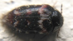 Trogoderma