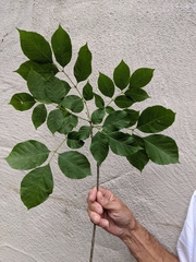 Fraxinus biltmoreana