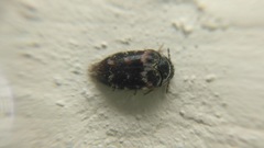 Trogoderma