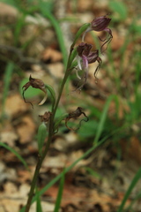 Himantoglossum comperianum