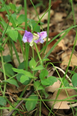 Lathyrus laxiflorus