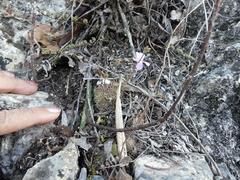 Pinguicula debbertiana