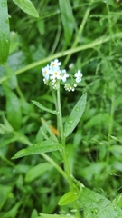 Myosotis scorpioides