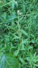 Myosotis scorpioides