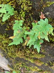 Polypodium hesperium