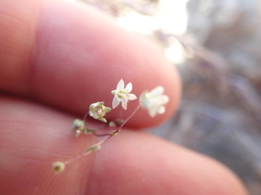 Nemacladus inyoensis