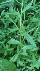 Myosotis scorpioides