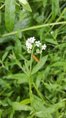 Myosotis scorpioides