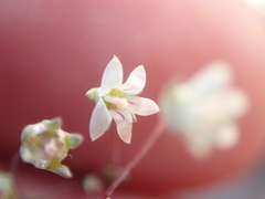 Nemacladus inyoensis