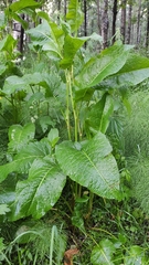 Rumex obtusifolius