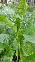 Rumex obtusifolius
