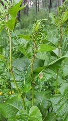 Rumex obtusifolius