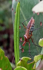 Zelus grassans