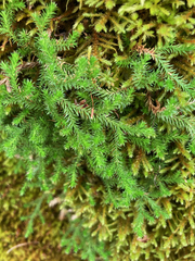 Selaginella wallacei