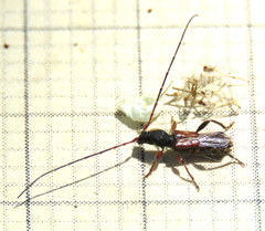 Molorchus longicollis