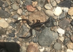 Chactas vanbenedenii