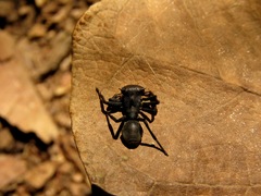 Aphantochilus rogersi