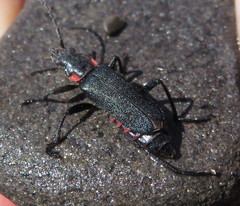 Chauliognathus magellanicus