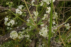 Galium papillosum