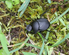 Canthon pilularius
