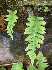 Polypodium hesperium