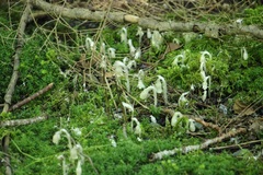 Monotropa uniflora