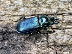 Platycerus caprea