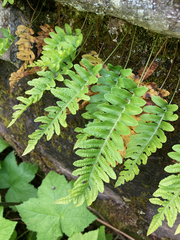 Polypodium hesperium