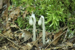 Monotropa uniflora