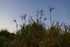 Miscanthus × longiberbis