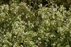 Galium papillosum