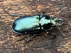 Platycerus caprea