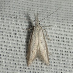 Pleurota albastrigulella