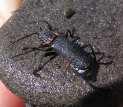 Chauliognathus magellanicus