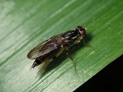 Opomyzoidea