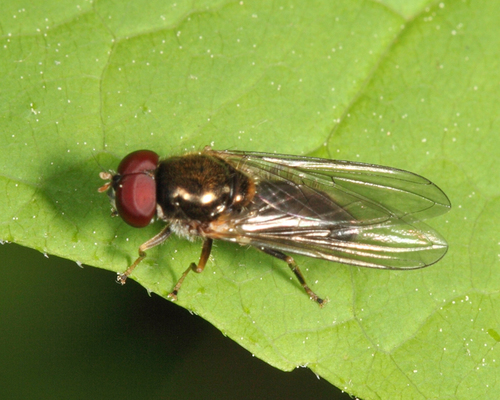 Yellow-shouldered Blacklet (Cheilosia pallipes) · iNaturalist