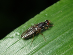 Opomyzoidea